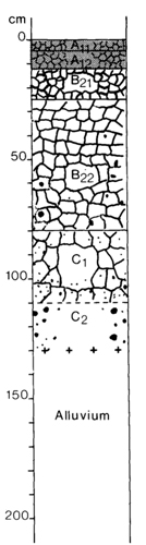 A study of the land in the Catchment of Gippsland Lakes - Vol 2 - Soil profile 41