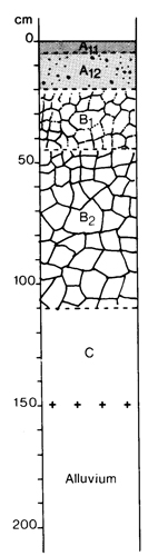 A study of the land in the Catchment of Gippsland Lakes - Vol 2 - Soil profile 42