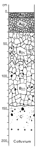 A study of the land in the Catchment of Gippsland Lakes - Vol 2 - Soil profile 43