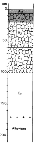 A study of the land in the Catchment of Gippsland Lakes - Vol 2 - Soil profile 44