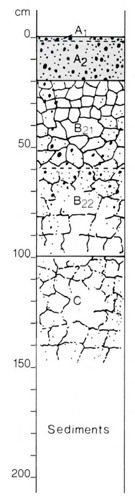 A study of the land in the Catchment of Gippsland Lakes - Vol 2 - Soil profile 49