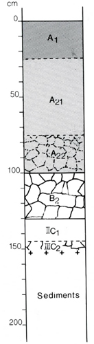 A study of the land in the Catchment of Gippsland Lakes - Vol 2 - Soil profile 50