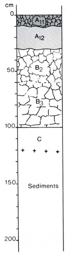 A study of the land in the Catchment of Gippsland Lakes - Vol 2 - Soil profile 51