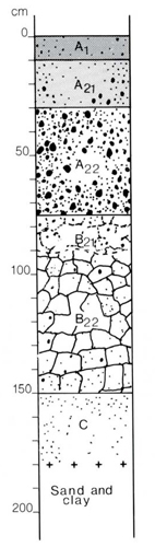 A study of the land in the Catchment of Gippsland Lakes - Vol 2 - Soil profile 52