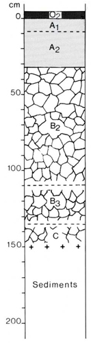 A study of the land in the Catchment of Gippsland Lakes - Vol 2 - Soil profile 55