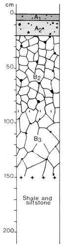 A study of the land in the Catchment of Gippsland Lakes - Vol 2 - Soil profile 56