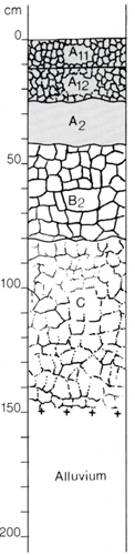 A study of the land in the Catchment of Gippsland Lakes - Vol 2 - Soil profile 57