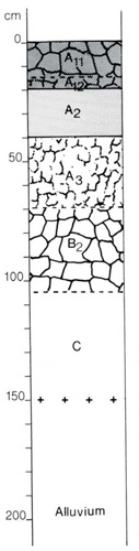 A study of the land in the Catchment of Gippsland Lakes - Vol 2 - Soil profile 58