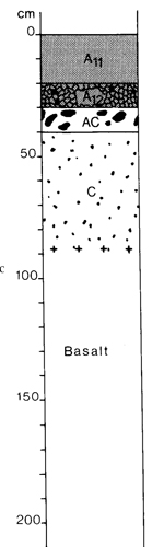 A study of the land in the Catchment of Gippsland Lakes - Vol 2 - Soil profile 6