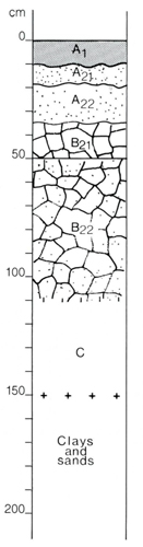 A study of the land in the Catchment of Gippsland Lakes - Vol 2 - Soil profile 60