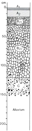 A study of the land in the Catchment of Gippsland Lakes - Vol 2 - Soil profile 61