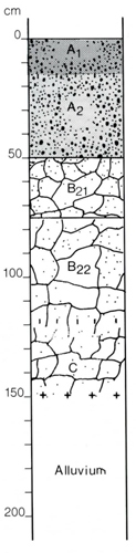 A study of the land in the Catchment of Gippsland Lakes - Vol 2 - Soil profile 62