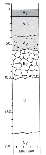A study of the land in the Catchment of Gippsland Lakes - Vol 2 - Soil profile 63