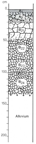 A study of the land in the Catchment of Gippsland Lakes - Vol 2 - Soil profile 64