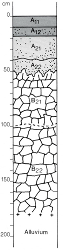 A study of the land in the Catchment of Gippsland Lakes - Vol 2 - Soil profile 65