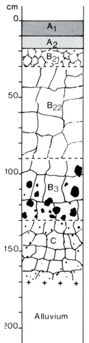 A study of the land in the Catchment of Gippsland Lakes - Vol 2 - Soil profile 66