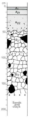 A study of the land in the Catchment of Gippsland Lakes - Vol 2 - Soil profile 67