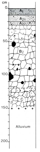 A study of the land in the Catchment of Gippsland Lakes - Vol 2 - Soil profile 68