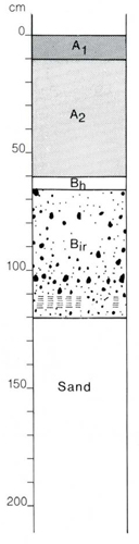 A study of the land in the Catchment of Gippsland Lakes - Vol 2 - Soil profile 70