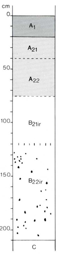 A study of the land in the Catchment of Gippsland Lakes - Vol 2 - Soil profile 71