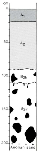 A study of the land in the Catchment of Gippsland Lakes - Vol 2 - Soil profile 72