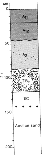 A study of the land in the Catchment of Gippsland Lakes - Vol 2 - Soil profile 8