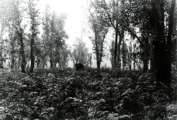 A study of the land in the Catchment of Gippsland Lakes - Vol 2 - land system Perry- image