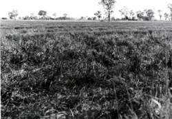 A study of the land in the Catchment of Gippsland Lakes - Vol 2 - land system Sale- image
