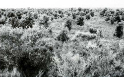 A study of the land in the Catchment of Gippsland Lakes - Vol 2 - land system Seacombe - image