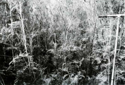 A study of the land in the Catchment of Gippsland Lakes - Vol 2 - land system Stewart- image