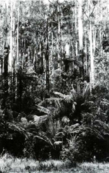A study of the land in the Catchment of Gippsland Lakes - Vol 2 - land system Tanjil- image