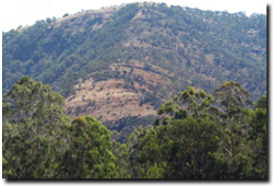 Photo: Folding of sandstones evident on hill near Licola.