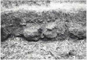 Plate 33 - The basalt of the Cobbobboonee land-system has been weathered