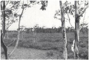 Swamps, permanent or seasonal, occupy the lowest sites in the Follett and Kanawinka land-systems. Where the sand-mantle is thin, these are surrounded by flats of red gum.  (This is a view from a red gum copse across a heath to areas of stringybark on deeper sand.)