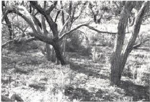 On gentle slopes of the Kanawinka land-system where the sand mantle is thin, the heath understorey is sparse and contains species like ground yacca and duck bush.