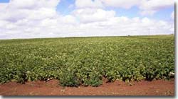 PHOTO: Potato Cropping at Koroit