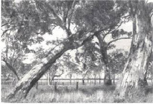 Plate 34 - The Lowan land-system is a plain abounding with swamps, has some low parallel ridges and supported woodlands of gums