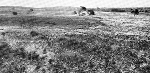 Nelson land system - limestone dunes