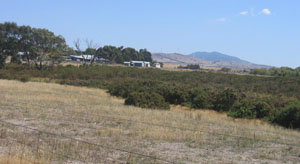 Ararat Hills - Landscape projection programs - gorse