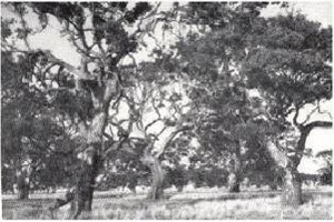 The Dundas land-system is a flat tableland supporting a savannah woodland-usually of red gum.