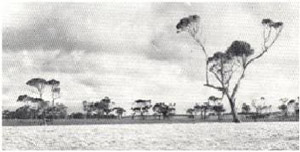 Plate 20 - The Brim Brim land-unit, on the Brim Brim plateau, is the highest part of the Dundas land-systems.