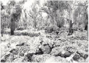 Plate 31 - The surface of the Eccles and Napier land-units is strewn with large boulders of basalt