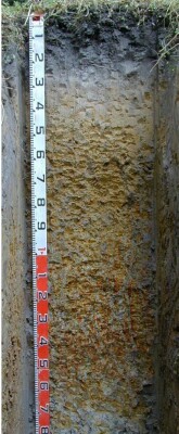 Soil pit Dow98 2 profile