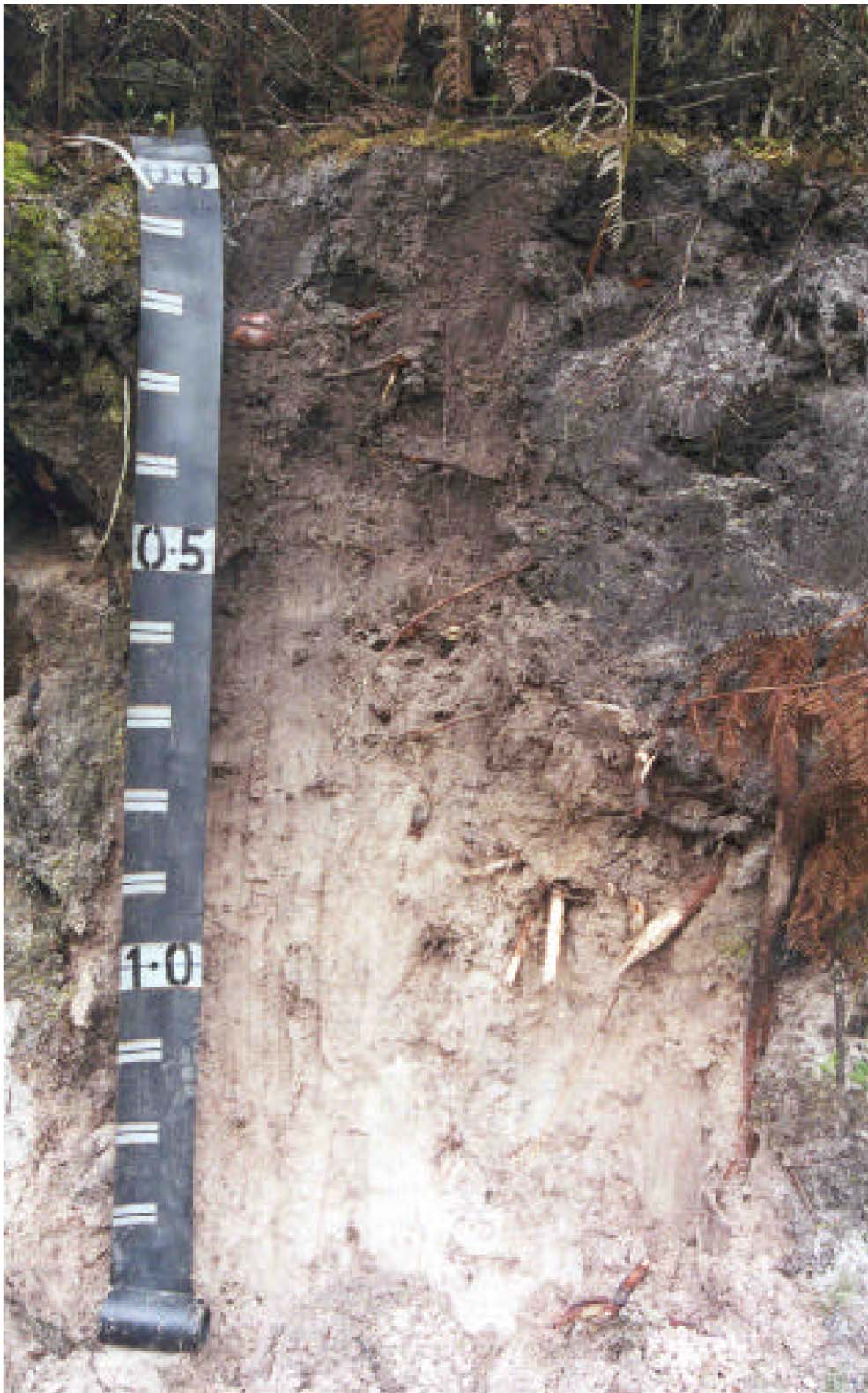 Glenelg Land Resource Assessment - Land Unit System - Mt Dundas sandstone