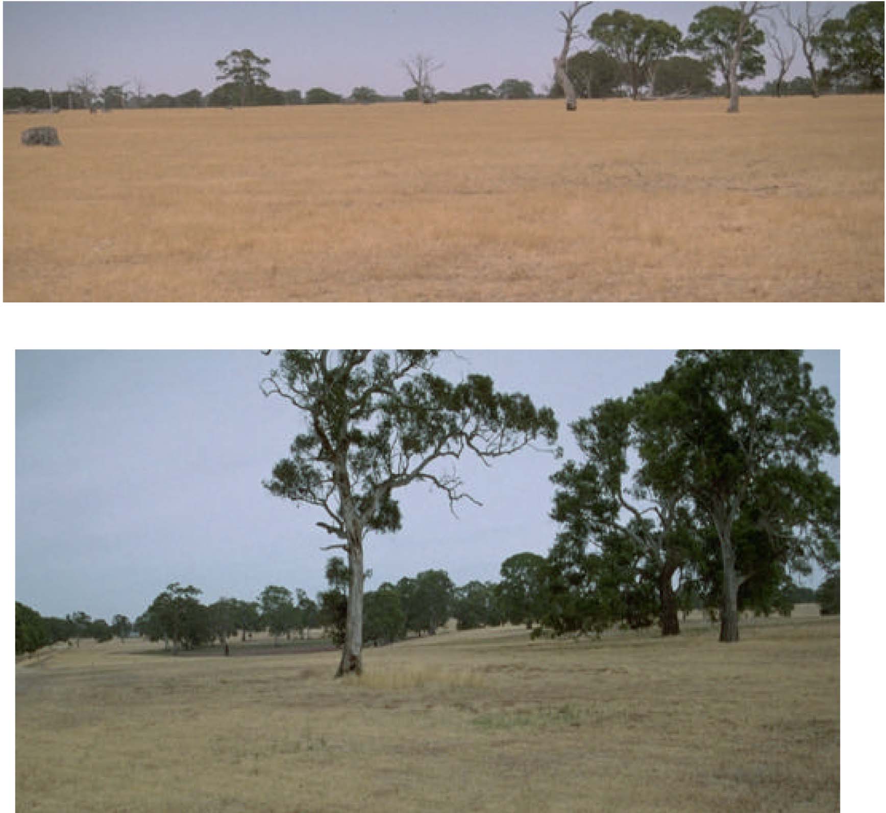 Glenelg Land Resource Assessment - Land Unit System - Red gum plains rises
