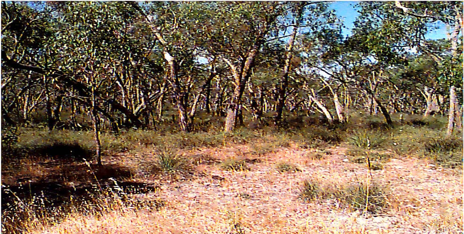 Glenelg Land Resource Assessment - Land Unit System - Sand plains rises