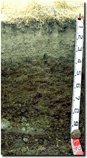 Photo: Soil Site PVI 6 Profile