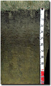 Photo: Soil site PVI 7 profile