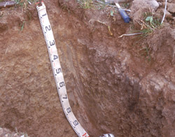 Image:  SFS11 profile structure