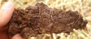 Image:  SFS 17 subsoil peds